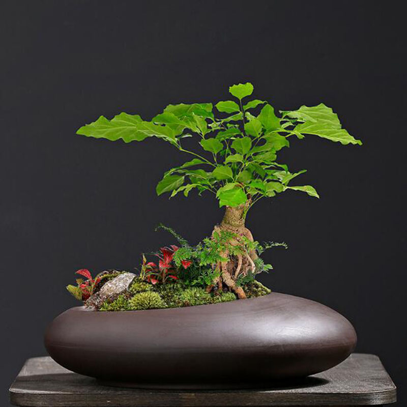 Retro Purple Clay Plant Pot Ch - Tagine Clay Pot review and price